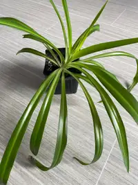 Spider plant