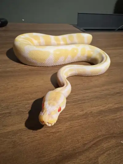 Sale! Ball Pythons!, View more