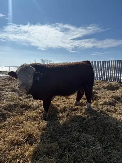 2 yr old Fullblood Bull, View more