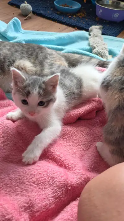 1 female kitten left, View more