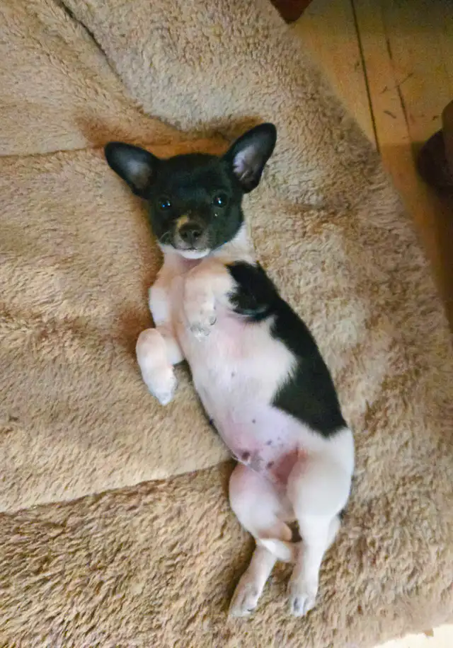 Toy Fox Terrier/PomChi Puppy in Dogs & Puppies for Rehoming in London - Image 4