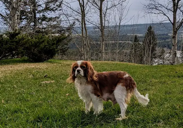 Cavapoo puppies in Dogs & Puppies for Rehoming in Kamloops - Image 8