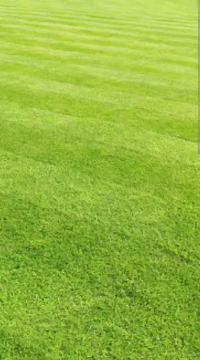 Lawn cutting /yard maintenance/ mulching, View more