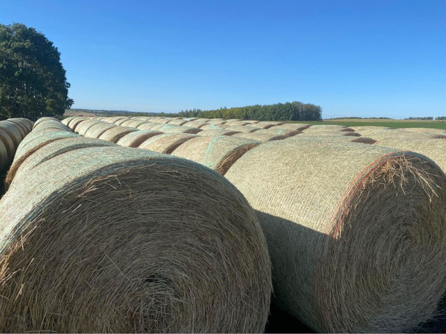 Greenfeed Dry Mix($255 Ton Delivered Price) in Livestock in Calgary - Image 2