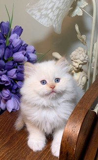 Ragdoll himalayan