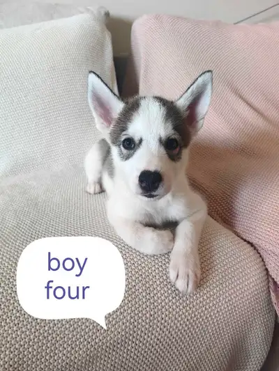 I have seven beautiful Siberian husky puppies born on April 19th, and will be ready to be rehomed on...
