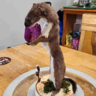 Taxidermy Weasel (negotiable), View more