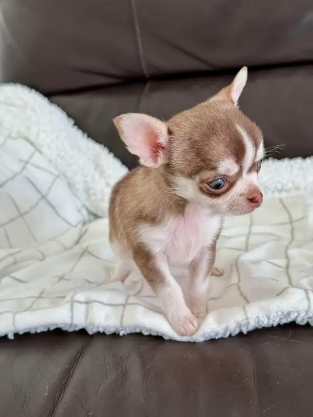 Choco husky colour Chihuahua puppy! in Dogs & Puppies for Rehoming in City of Montréal - Image 5
