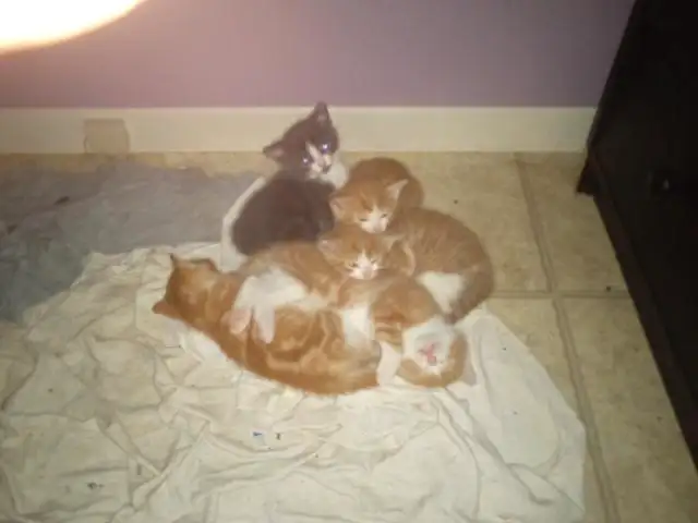 2 chatons mâles qui restent in Cats & Kittens for Rehoming in Drummondville - Image 2