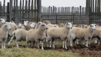 Sheep dispersal