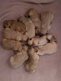 Golden Retriever puppies ready to go June 4