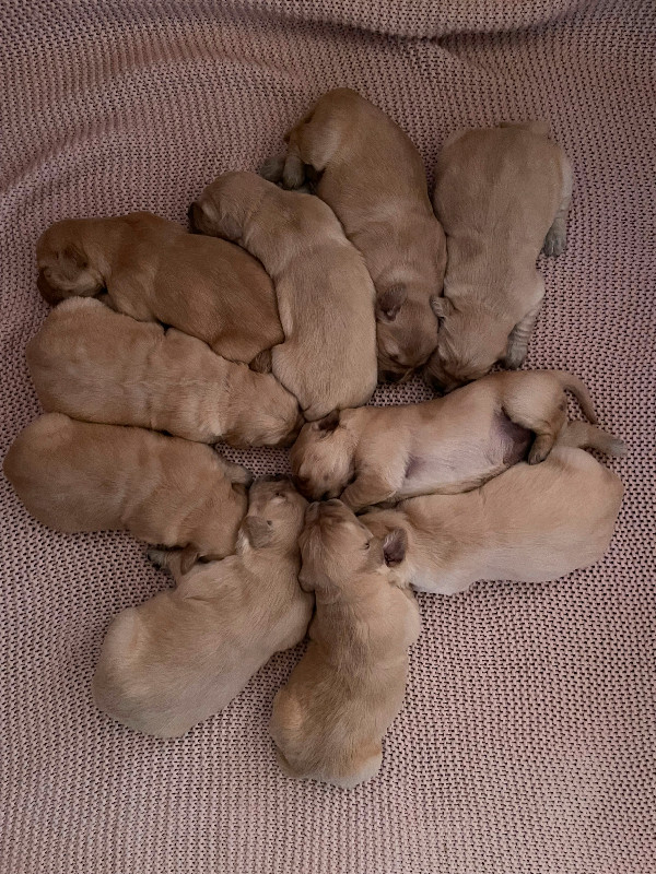 Golden Retriever puppies ready to go June 4 in Dogs & Puppies for Rehoming in Yarmouth