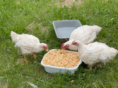 meat chicken (halal), View more