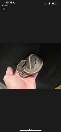 Ghi, Majove, Pin stripe, Female hatchling ball python 