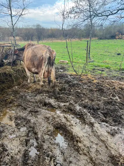 Have a jersey milk cow with her calf for sale . The cow is about 4 years old and had her second calf...