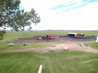 CROSSFIELD HORSE PARK 2 1/2 miles NE of Crossfield. Horse Boarding, Injury Recovery, Retired/Senior...