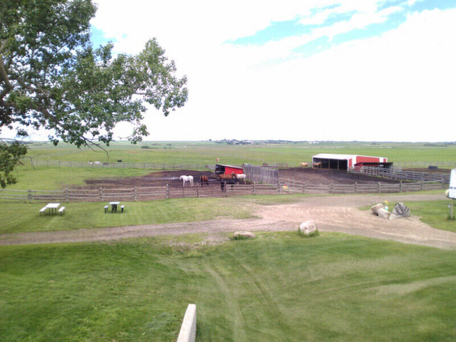 CROSSFIELD HORSE PARK in Horses & Ponies for Rehoming in Calgary