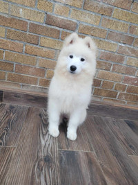 CKC registered, OFA cleared, Purebred Samoyed Puppy