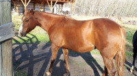 7 year old mare for Sale