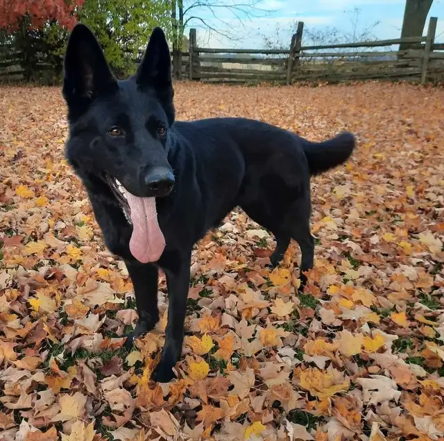 CKC-Reg German Shepherd adult in Dogs & Puppies for Rehoming in Stratford - Image 3