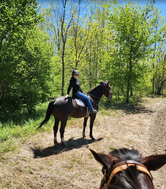 PENDING: Dutch harness cross in Horses & Ponies for Rehoming in Owen Sound - Image 5