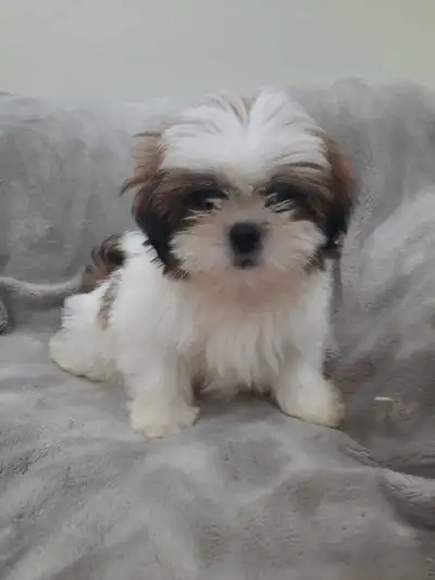 Shih Tzu   puppies ready for rehoming, View more