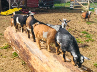 Nigerian Dwarf Goat Babies 2 males and 2 females