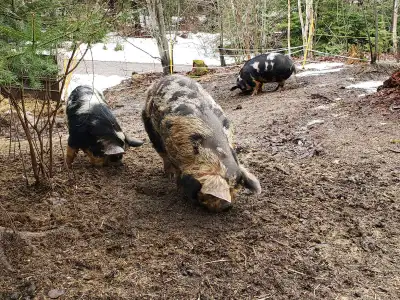 Registered Kunekune Pigs, View more