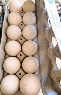 Barnyard Mix Duck Hatching Eggs