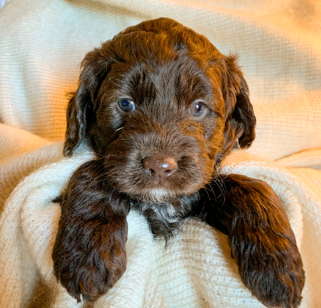 Adorable Multigen Double Doodles for Spring! in Dogs & Puppies for Rehoming in City of Halifax