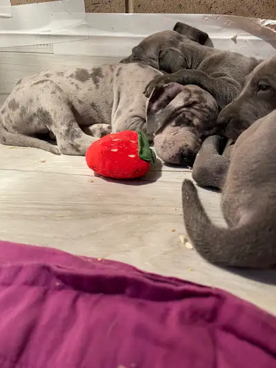 Great dane babies, View more
