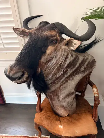 Large African wildebeest taxidermy. Great condition.