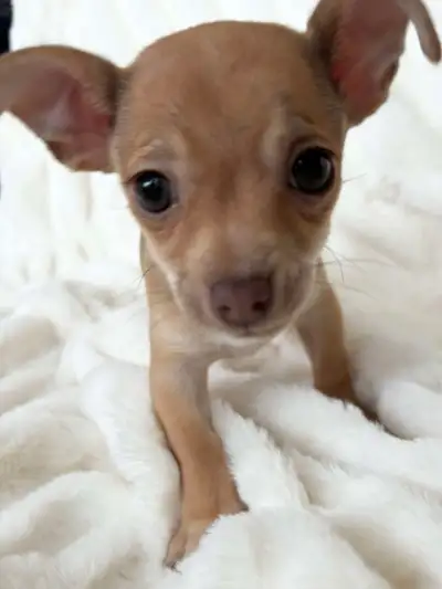 Adorable 8-week-old puppy are ready for her forever home! She received their shots and have all nece...