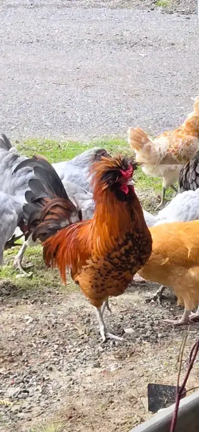 Polish Rooster, View more