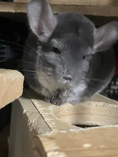 Violet Male Chinchilla for sale , View more