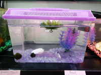 Purple decorated Tank for Betta Fish *Clearance!