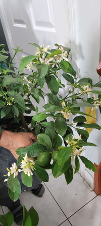SALE !Mature Meyer Lemon tree 2 ft with 2 big fruits .Blooming. 
