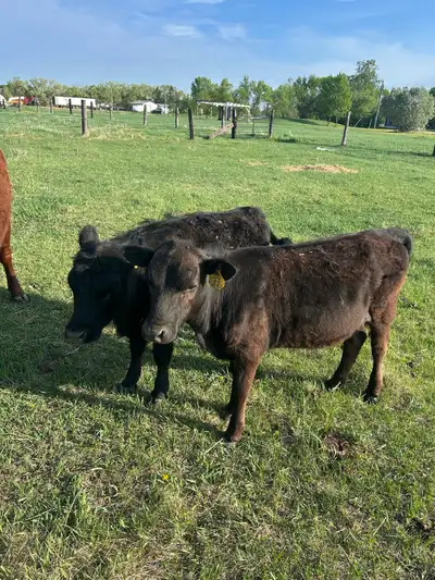 I have 4 bulls and 3 heifers Yearlings And range from 300 to 500lb They are vary tame and their deme...