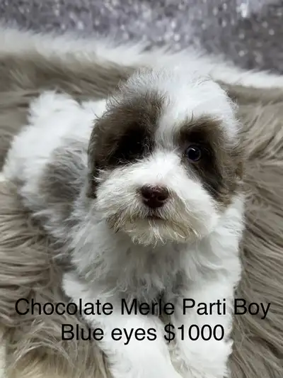 Havapoo Havanese X Toy poodle Puppies , View more
