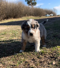 Border Collie/Australian Shepherd 