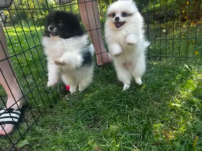 Pomeranian puppy’s , View more