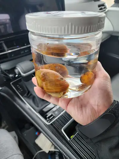 Very large  snail for aquarium , View more