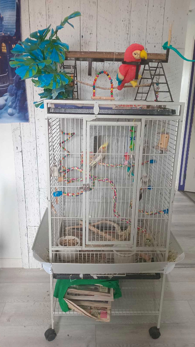 Grande cage avec 3 cockatiels  dans Oiseaux à adopter  à Laurentides