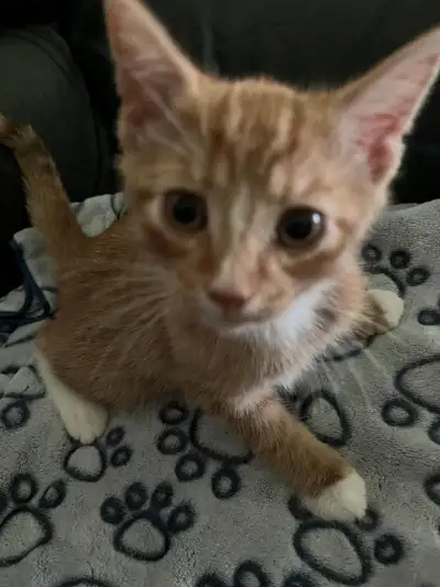 Adorable kittens for rehoming, View more