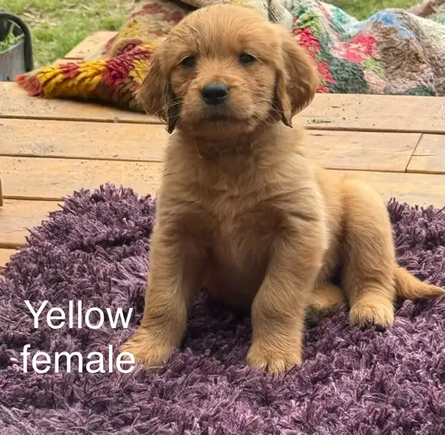 English  Golden Retriever puppies ready to go! in Dogs & Puppies for Rehoming in Sudbury - Image 9