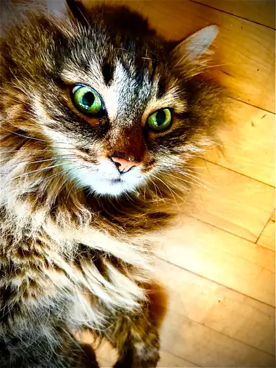 AVAILABLE: ONE Male Kitty for REHOME!, View more