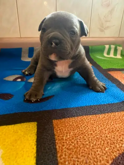 Exotique bulldog, View more