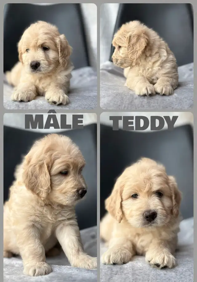 chiot goldendoodle moyen ❤️ ( caniche x golden retriever ) in Dogs & Puppies for Rehoming in Lanaudière - Image 6