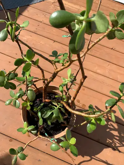 We’reBeautiful Jade bonsai money tree, gorgeous mature trunk The height is approximately 60cm, Took...