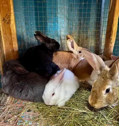 New Zealand cross rabbits for sale in Vernon , View more